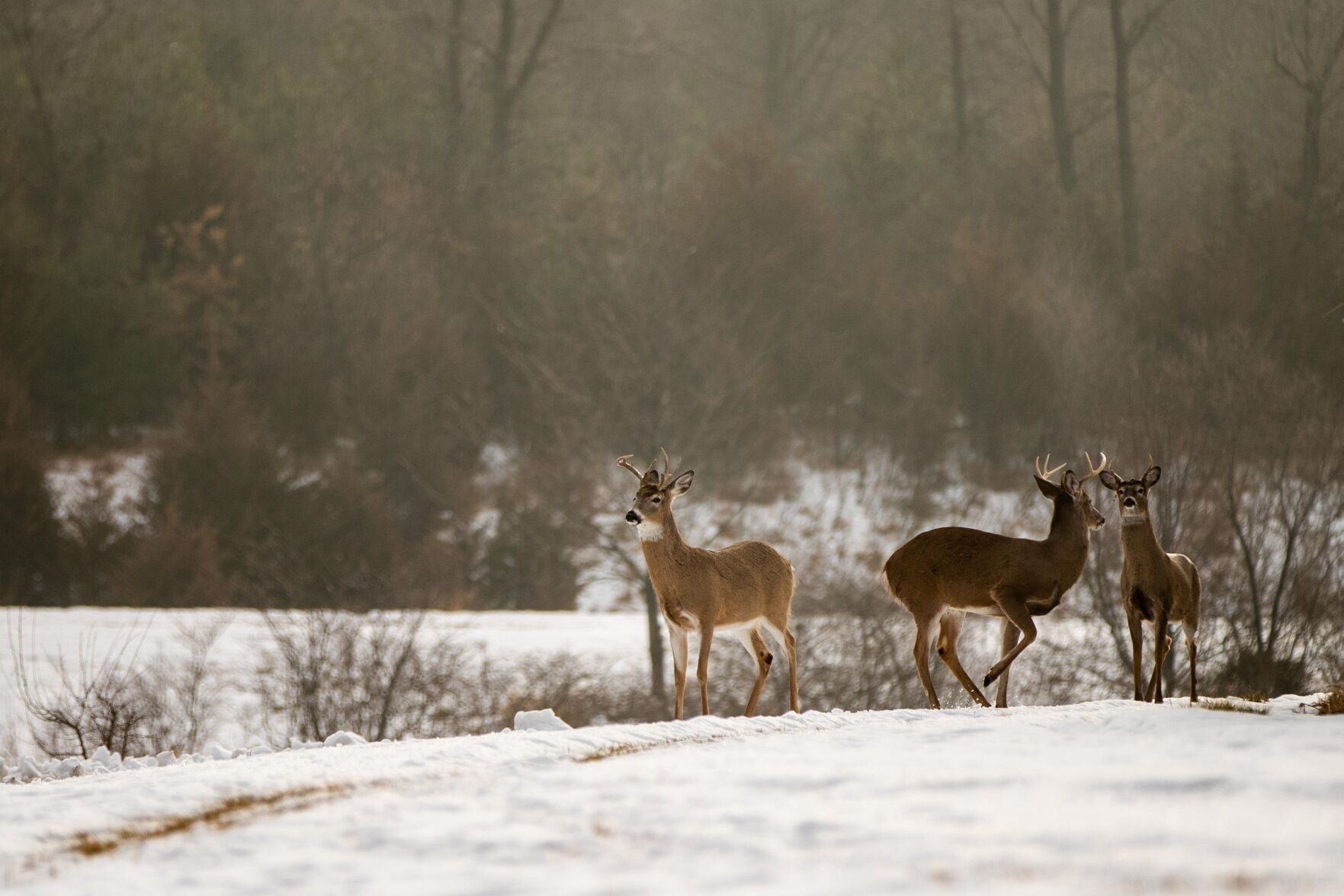 Snowy Deer